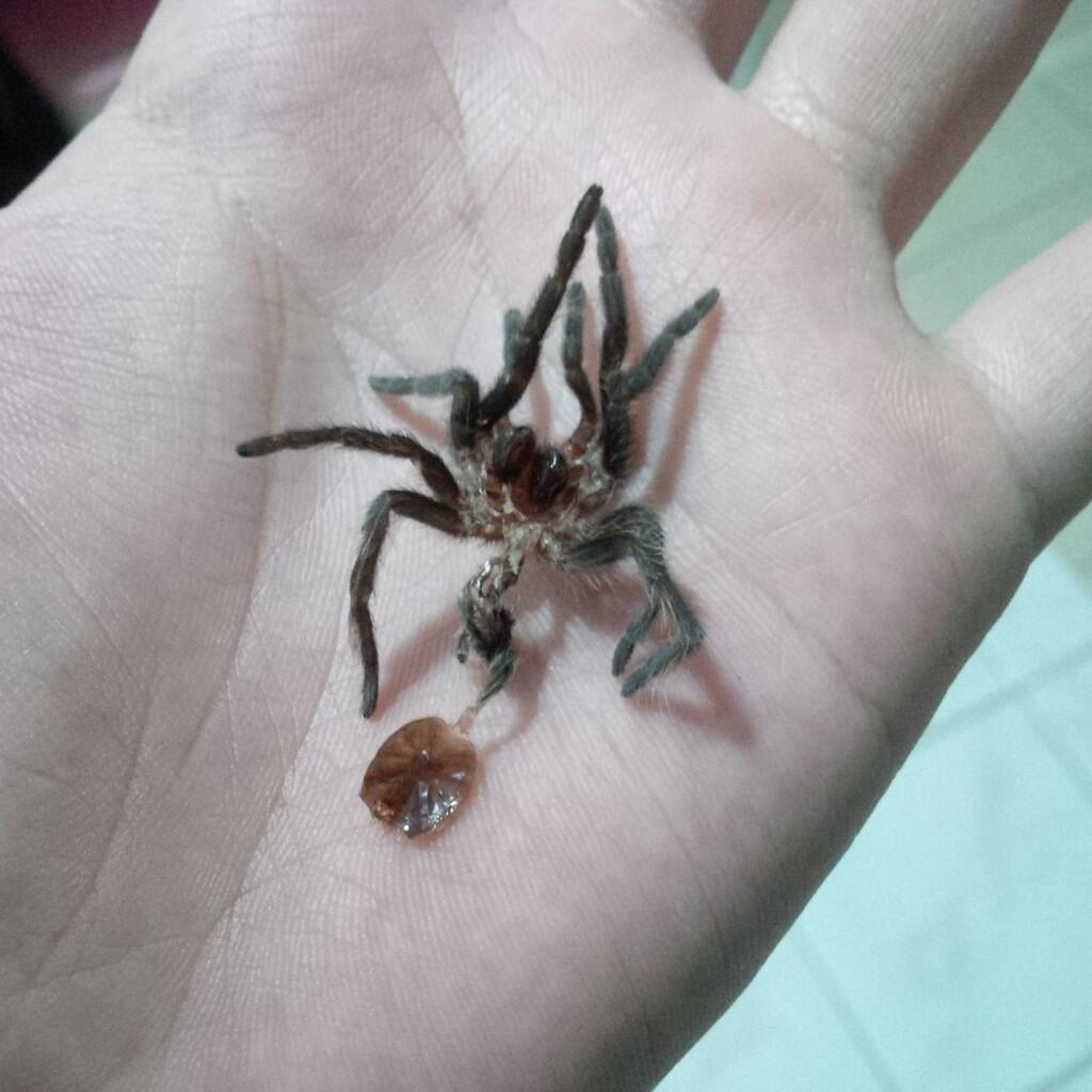 Tegenaria domestica female - Aviemore, Scotland 2013d Flickr