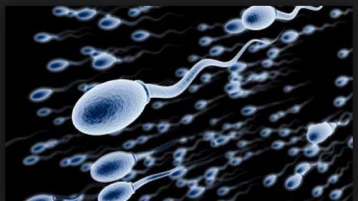 MSG (Monosodium Glutamate) atau Vetsin/Micin , Amankah?