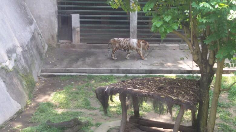 Jatah Makan Dikorupsi Penjaga, Begini Kondisi Harimau Bonbin Gembira Loka Yogya