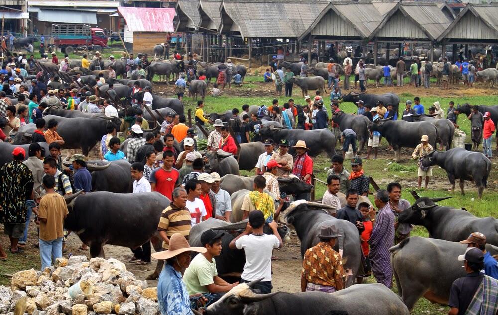 Jenis-jenis Kerbau Dimata Orang Toraja