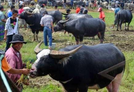 Jenis-jenis Kerbau Dimata Orang Toraja