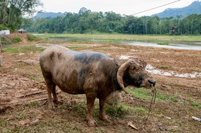 Jenis-jenis Kerbau Dimata Orang Toraja