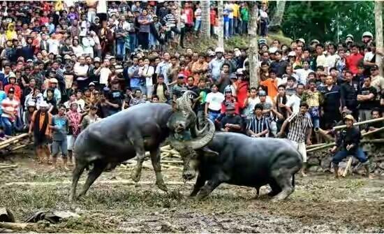 Kenali 10 Budaya Unik yang Hanya Ada di Indonesia