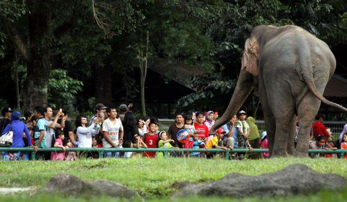 Kebun binatang: tak putus dirundung problem
