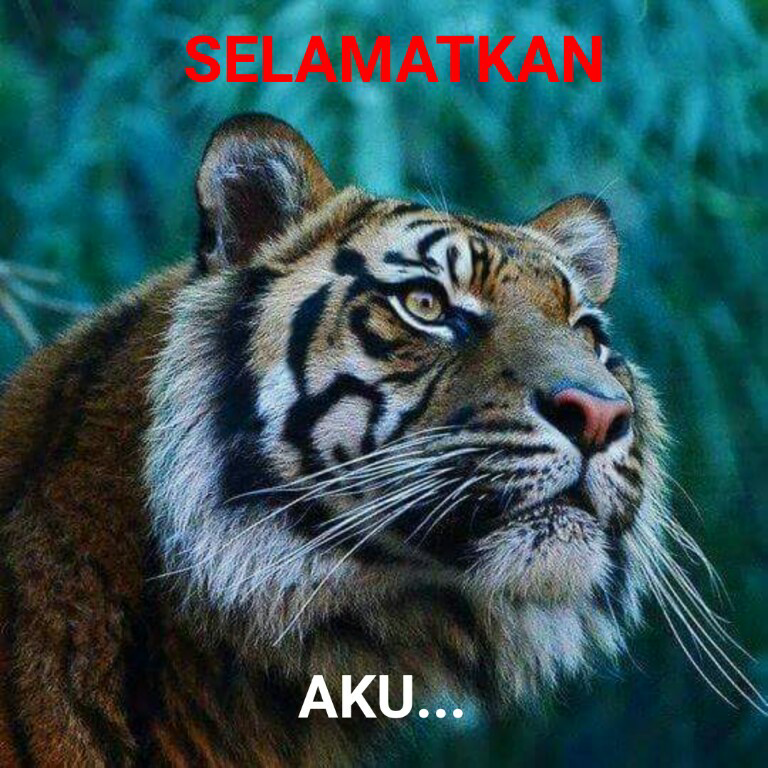 Harimau jawa sejarah yang berlanjut