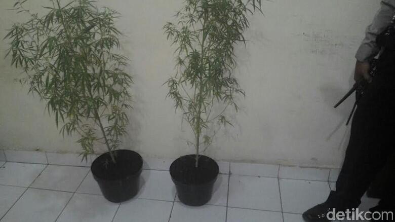 Ganja yang Ditanam Ibeng di Pot Sudah Siap Panen