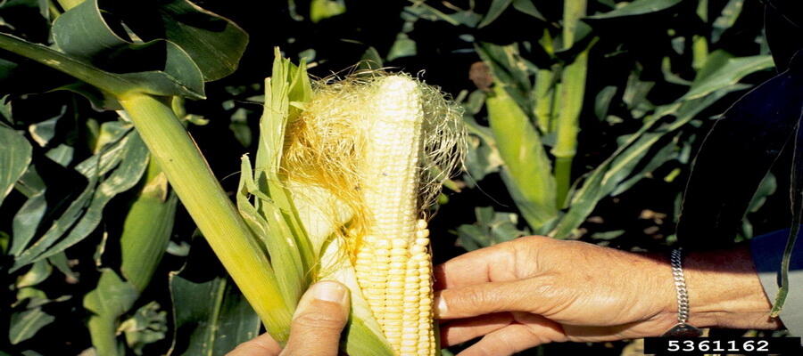 Rambut Jagung Luruhkan Batu Empedu