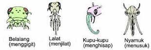 7 FAKTA MENARIK SEPUTAR KUPU-KUPU,,, masuk..gannn...