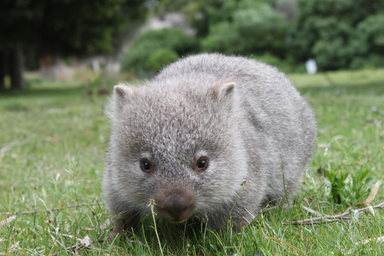 Hewan Marsupial yang mungkin agan gak tau 