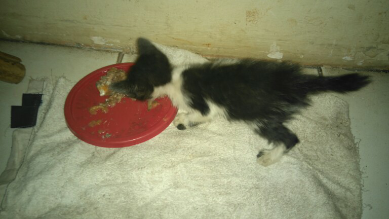 adopsi kucing | KASKUS