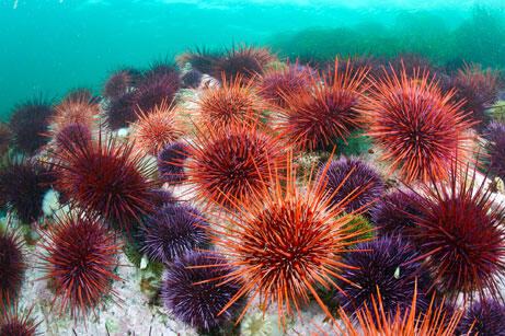 Gemar Snorkeling? Waspadai 6 Hewan Laut Ini!