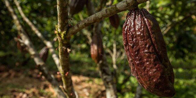 Ke Swiss, Gubernur Sulbar sakit hati gara-gara cokelat