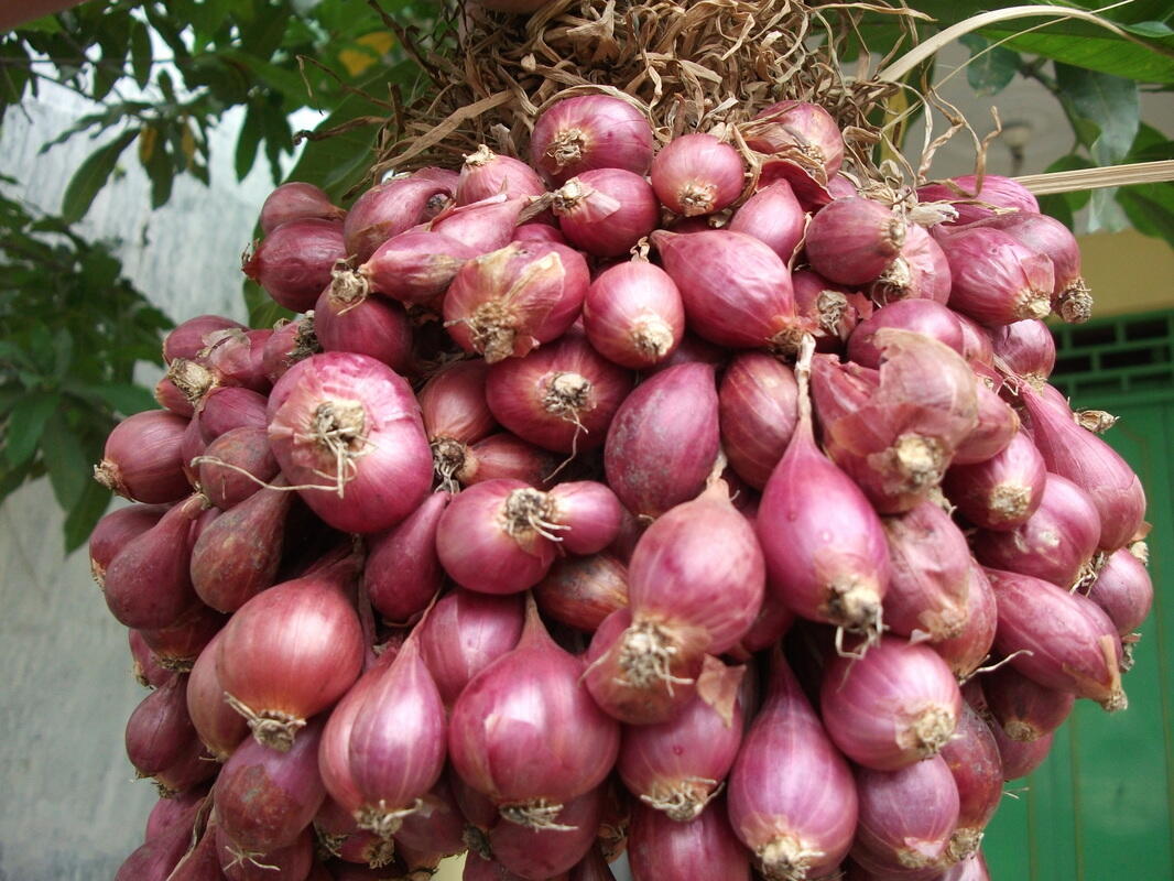 Harga Bawang Merah Melambung Tinggi di Papua