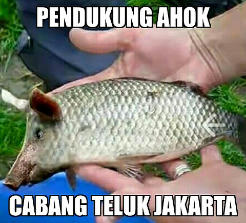 Ahok Bicara Soal Penertiban Luar Batang: Di Jalur Hijau, Kami Bongkar!