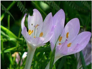 5 Bunga Cantik Yang Beracun dan Mematikan