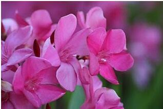 5 Bunga Cantik Yang Beracun dan Mematikan