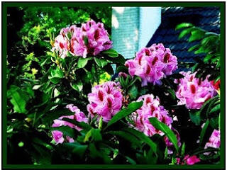 5 Bunga Cantik Yang Beracun dan Mematikan