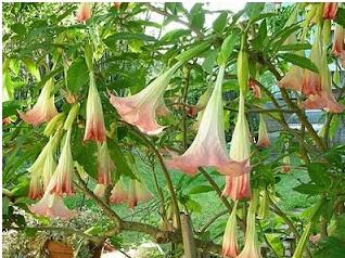 5 Bunga Cantik Yang Beracun dan Mematikan