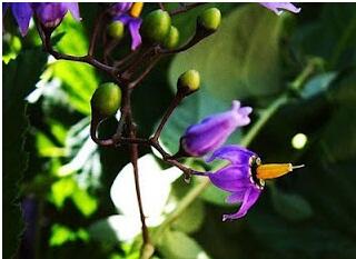 5 Bunga Cantik Yang Beracun dan Mematikan