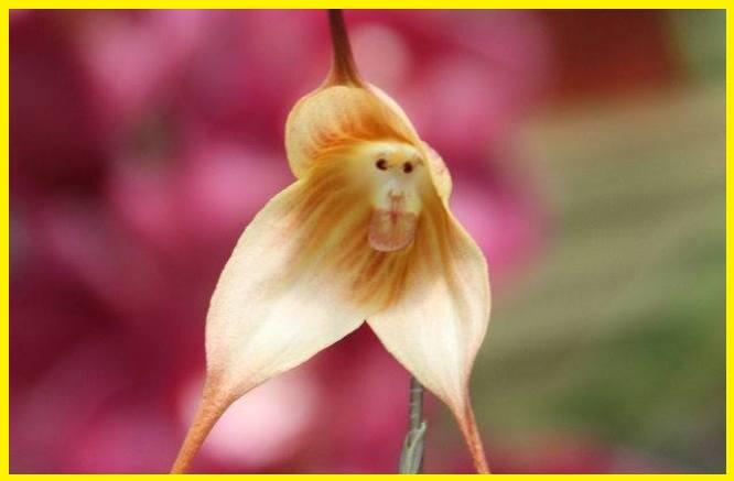 10 Bunga Teraneh Paling Indah Di Dunia