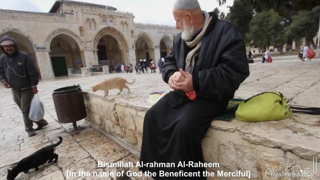 INSPIRATIF! Inilah Bapak Para Kucing di Masjidil Aqsa