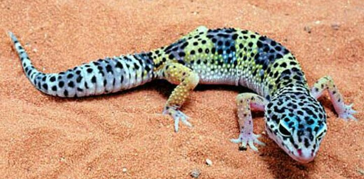 Reptil Yg cocok buat dipelahara sama agan agan