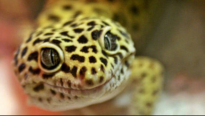 Reptil Yg cocok buat dipelahara sama agan agan