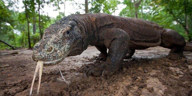 Bukan dongeng, ini 7 'naga' yang sedang mendiami Bumi