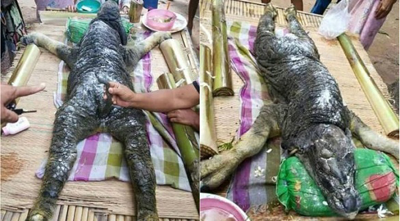 MAKHLUK MISTERIUS SEPANJANG 2015