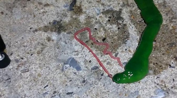MAKHLUK MISTERIUS SEPANJANG 2015
