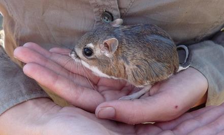 Muka Ngeles Tikus Kangguru Yg Terjebak di Soket