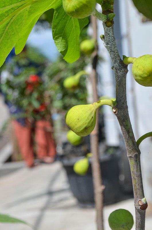 Membutuhkan investor untuk pengembangan usaha budidaya pohon TIN / buah TIN