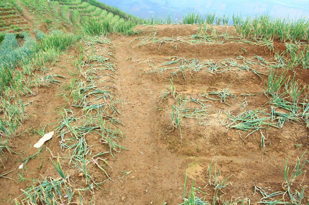 Alay berulah lagi, kali ini merusak kawasan sawah terasering &amp; bikin gagal panen