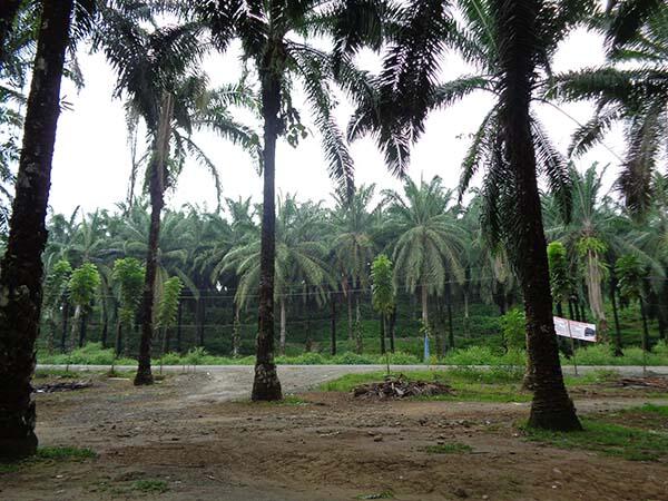 Bukit Lawang (sungai dan primata)