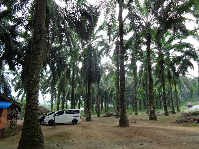 Bukit Lawang (sungai dan primata)