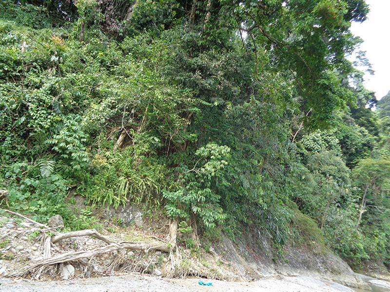 Bukit Lawang (sungai dan primata)