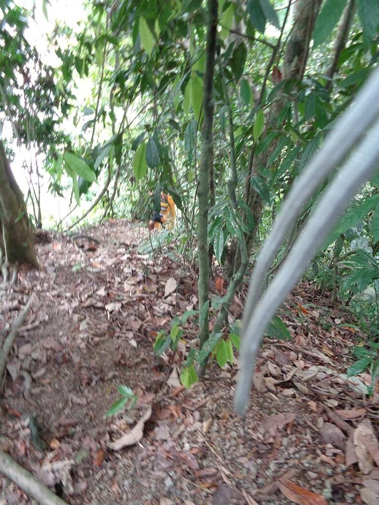 Bukit Lawang (sungai dan primata)