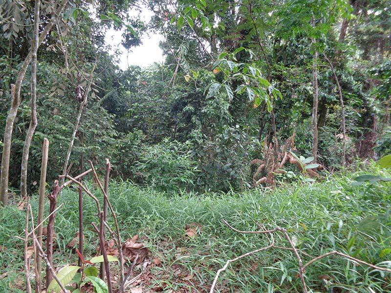 Bukit Lawang (sungai dan primata)