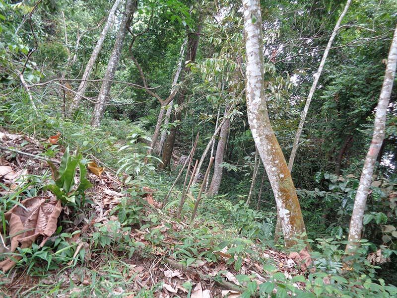 Bukit Lawang (sungai dan primata)