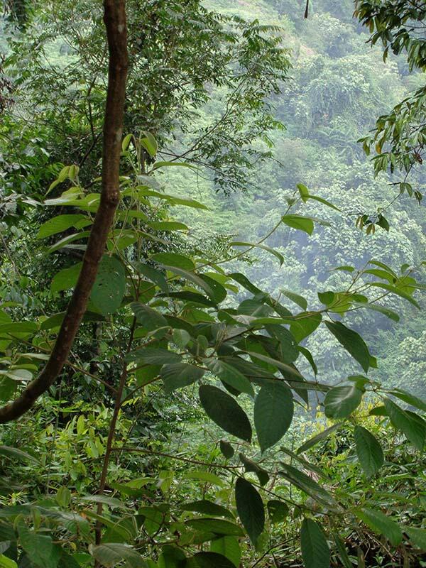 Bukit Lawang (sungai dan primata)