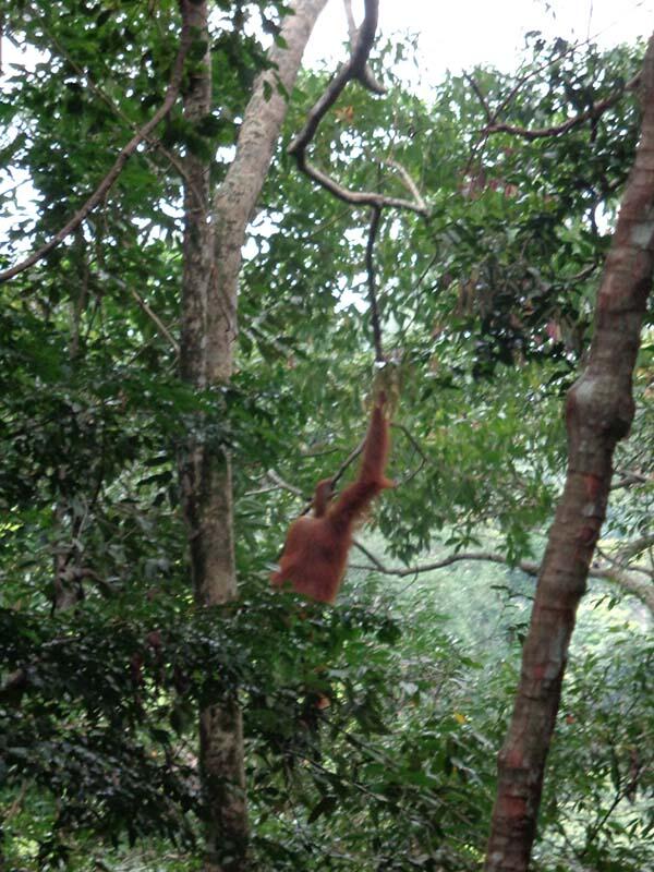 Bukit Lawang (sungai dan primata)