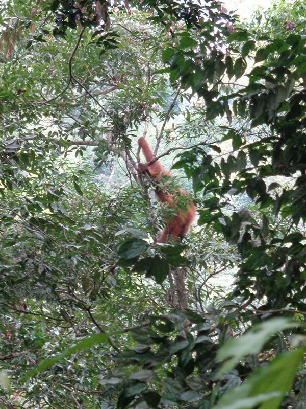 Bukit Lawang (sungai dan primata)