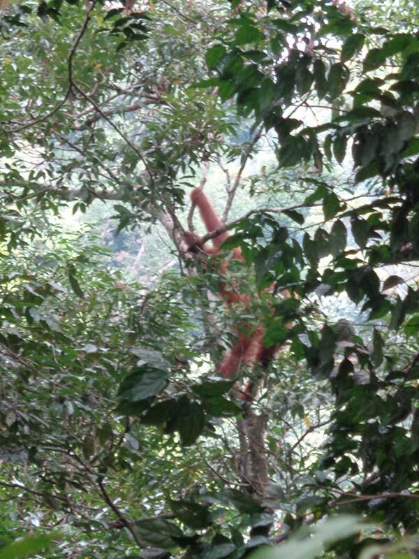 Bukit Lawang (sungai dan primata)