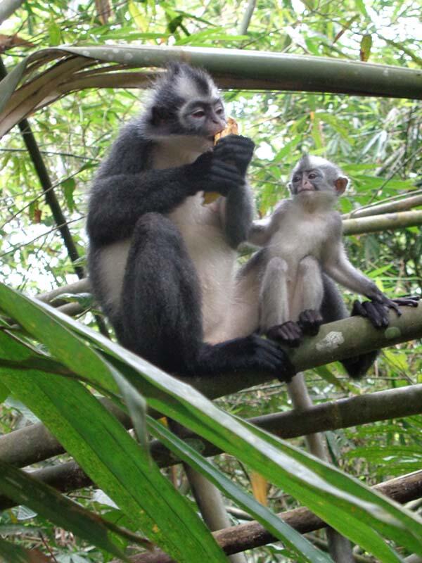 Bukit Lawang (sungai dan primata)