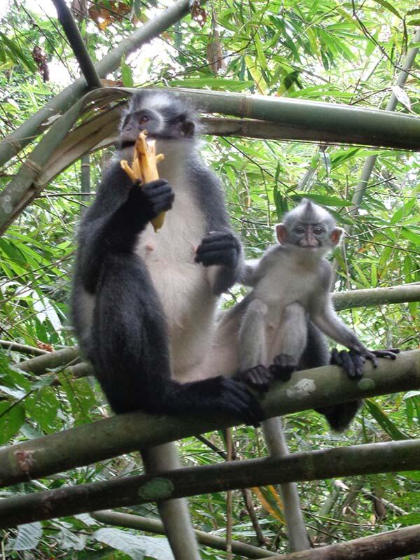 Bukit Lawang (sungai dan primata)