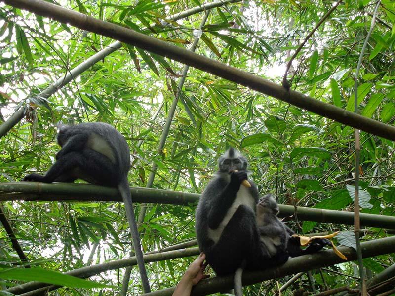 Bukit Lawang (sungai dan primata)