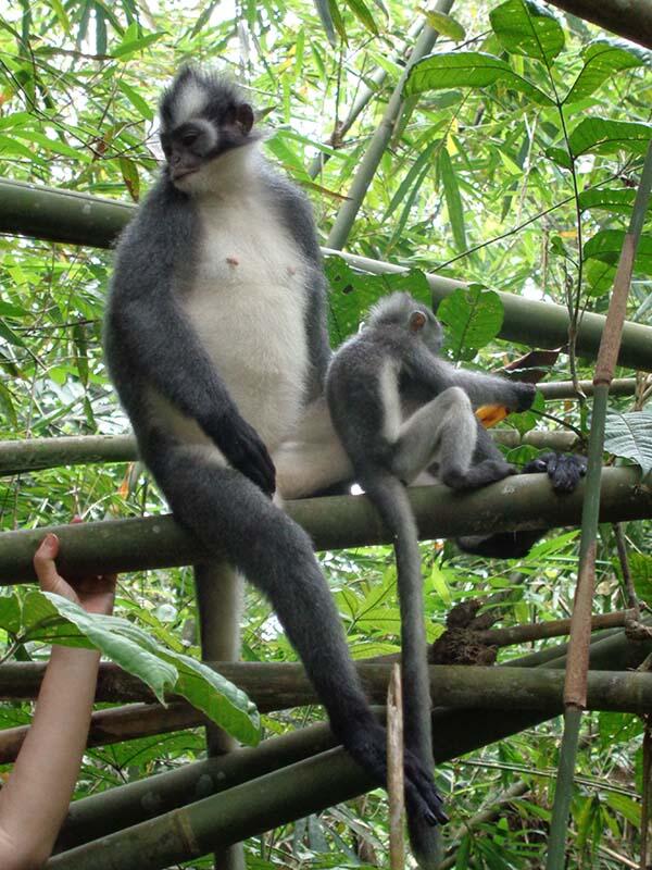 Bukit Lawang (sungai dan primata)