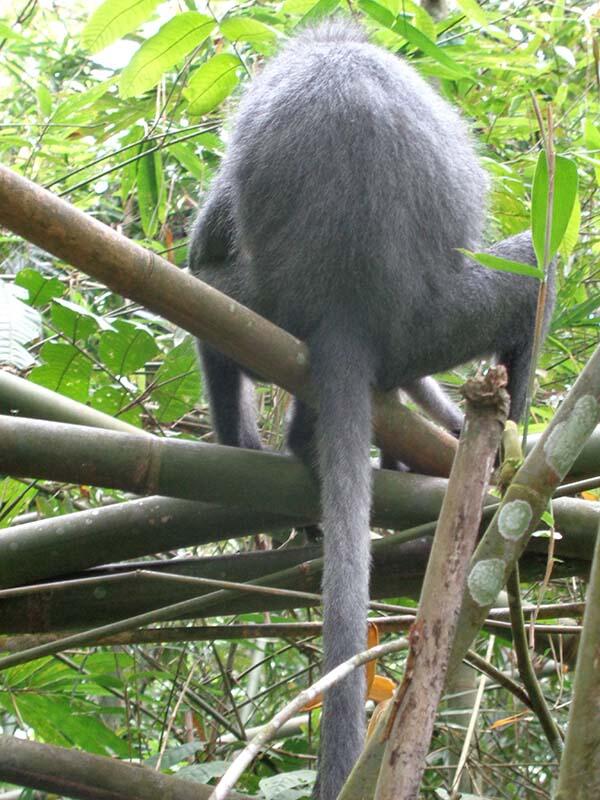 Bukit Lawang (sungai dan primata)