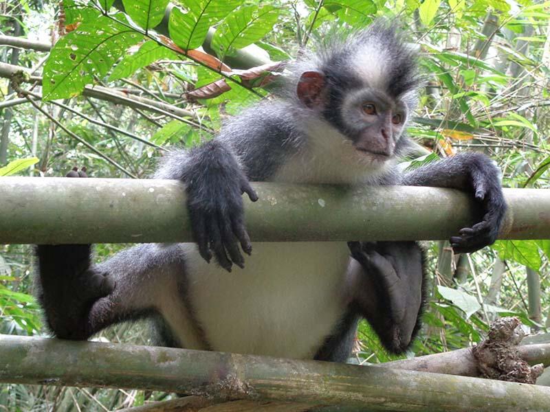 Bukit Lawang (sungai dan primata)