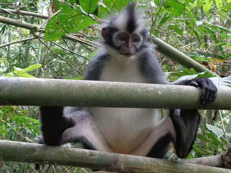 Bukit Lawang (sungai dan primata)